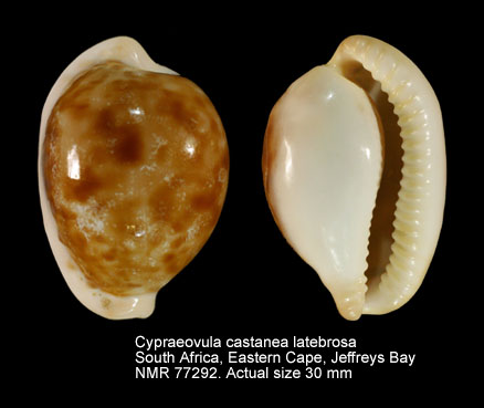 Cypraeovula castanea latebrosa.jpg - Cypraeovula castanea latebrosaSwarts & Liltved in Liltved,2000